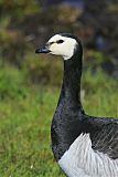 Barnacle Gooseborder=